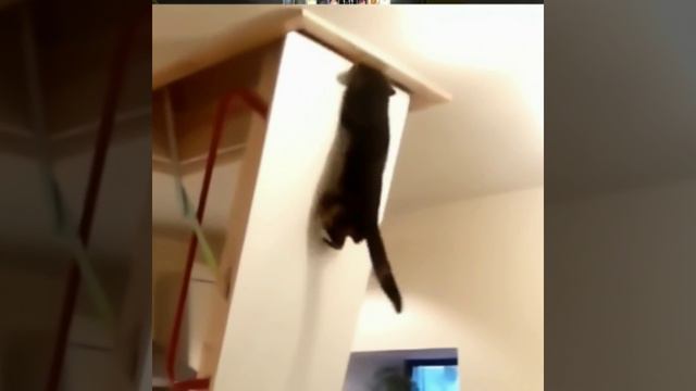 fun cat смотреть онлайн