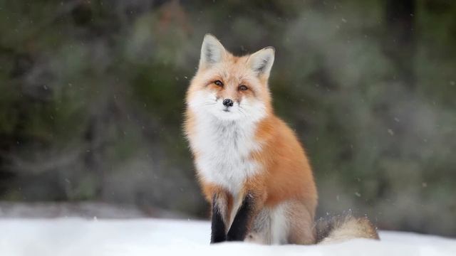 New Year Fox | Wallpaper engine смотреть онлайн