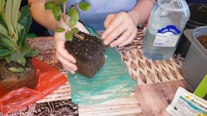 ??Как сохранить до весны рододендрон??