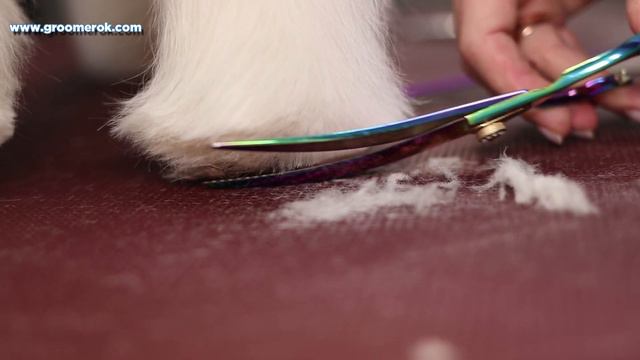 Dog Grooming Demonstration | How To Clean Tear Stains On Dog смотреть онлайн
