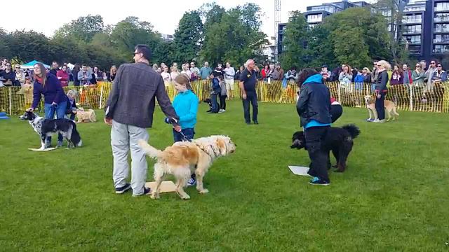 Musical chairs for dogs! смотреть онлайн