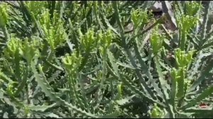 Пустыни и полупустыни. География.видео