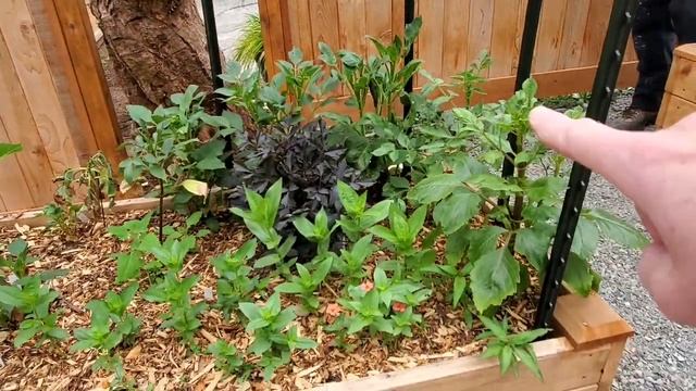 ? How to Stake Dahlias ? смотреть онлайн