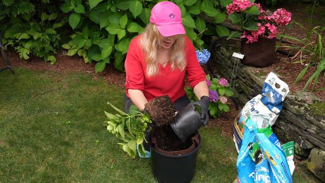 Hydrangea Leaves Turning Yellow? You May Need to Do This! смотреть онлайн