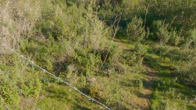 Chasse bécasse setter , 3 minutes de plaisir ⭐️⭐️⭐️ смотреть онлайн