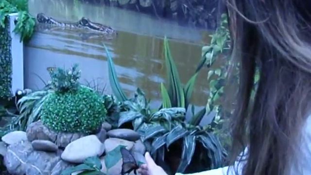 Бабочки Киев 16.2.2019.477 смотреть онлайн