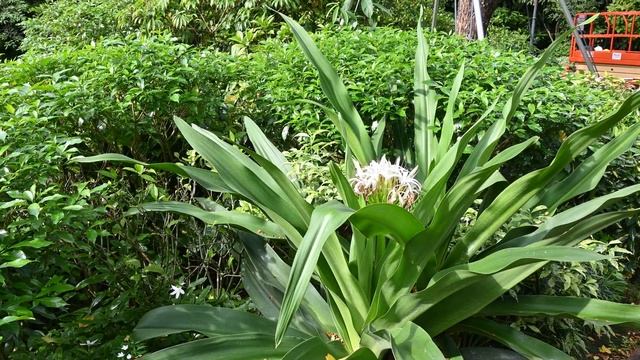 National Orchid Garden Singapore | Full Tour | 4K смотреть онлайн
