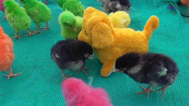 Comic MURGI Baby Chicks Vs Puppy Toy Hen Gallina Videos смотреть онлайн