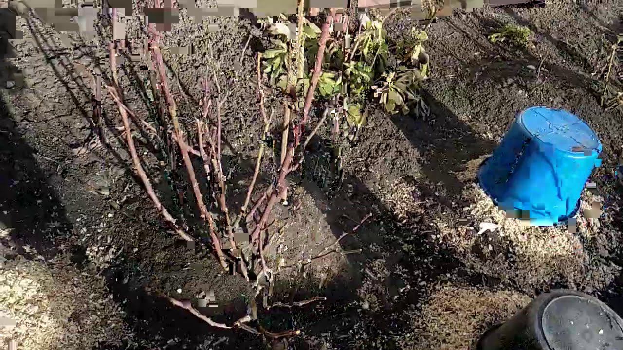 Как зимуют саженцы смотреть онлайн