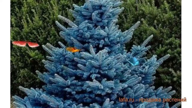 Ель колючая Супер Блю (super-blyu) ? колючая ель Супер Блю обзор: как сажать, саженцы ели Супер Блю