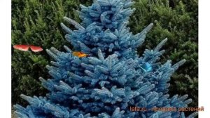 Ель колючая Супер Блю (super-blyu) ? колючая ель Супер Блю обзор: как сажать, саженцы ели Супер Блю