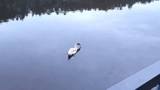 Красивый пруд с лебедем, Светлогорск смотреть онлайн