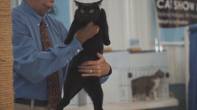 (More) Cute Cats at a Cat Show | TICA Cat Show смотреть онлайн