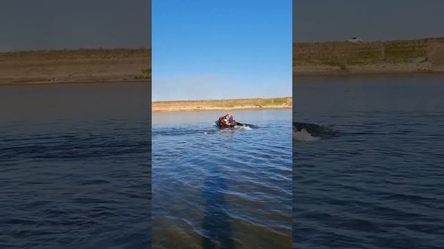 Отличный гидроцикл BRP 255 RXP