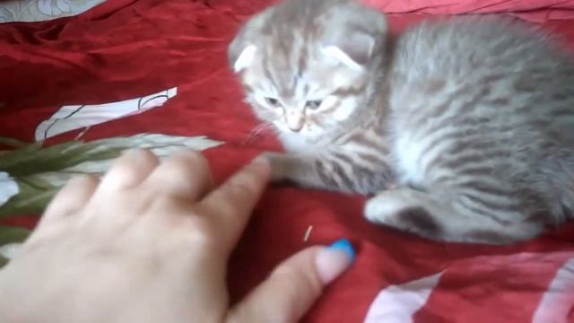 Шотландский котёнок- Scottish fold смотреть онлайн