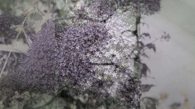 ТРАХЕЛИУМ (TRACHELIUM)