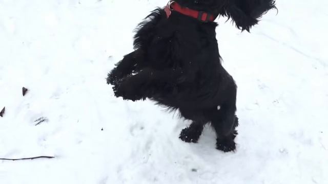 Уши :) смотреть онлайн