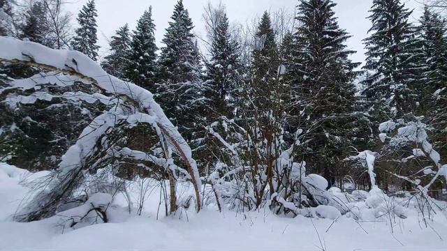 Зимняя сказка, русская зима, зимний лес/winter fairy tale, winter forest,Russian Winter смотреть онлайн