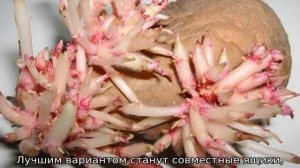 Можно ли сажать картошку с длинными белыми ростками