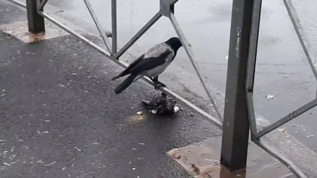 Ворона ест голубя, а остальные голуби типа ни при чём. смотреть онлайн