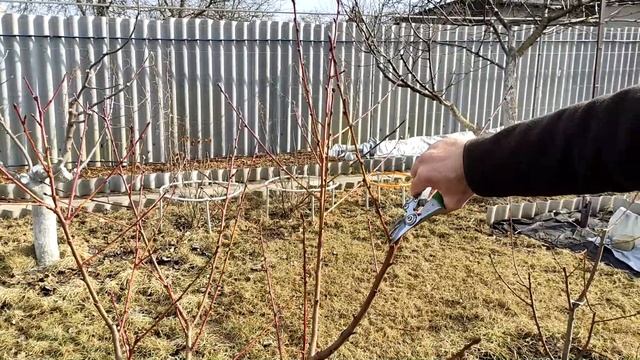 КАК ПРАВИЛЬНО ОБРЕЗАТЬ ПЕРСИК?? Основные советы по обрезке молодых деревьев, как придать форму? смотреть онлайн