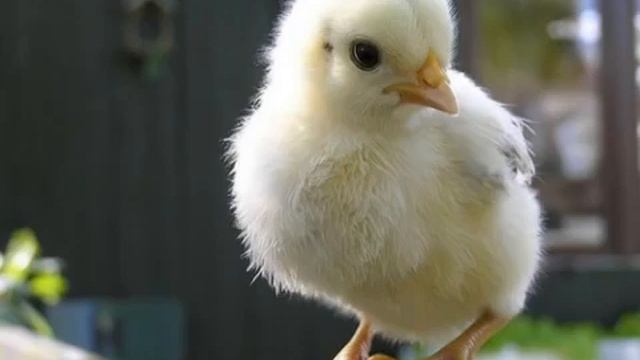 Циплёнок пи