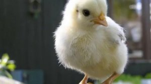 Циплёнок пи