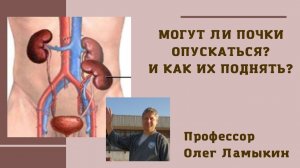 Могут ли почки опускаться? И как их поднять? Проф. Ламыкин О.Д.