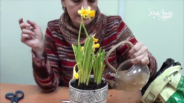 Как сохранить луковицы после выгонки. Сайт 