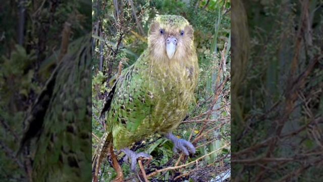 Kakapo Sounds