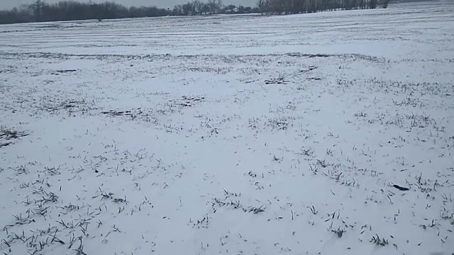 Что лучше кормить хозяйство или продать зерно смотреть онлайн
