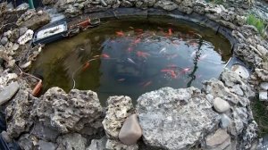 Кормление карпов кои и золотых рыбок весной.