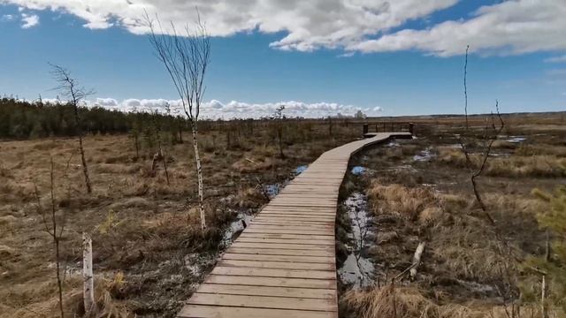 Экотропа Сестрорецкое болото | Прогулки по Ленобласти смотреть онлайн