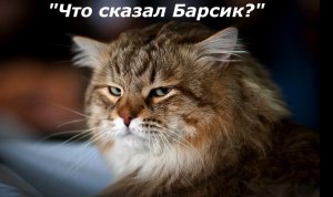 Что сказал Барсик? Мистика/Аудио рассказ