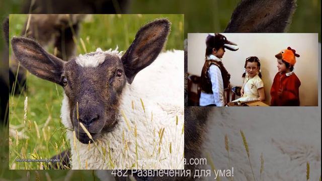 Овцы и козы Спектакль на детском утреннике смотреть онлайн