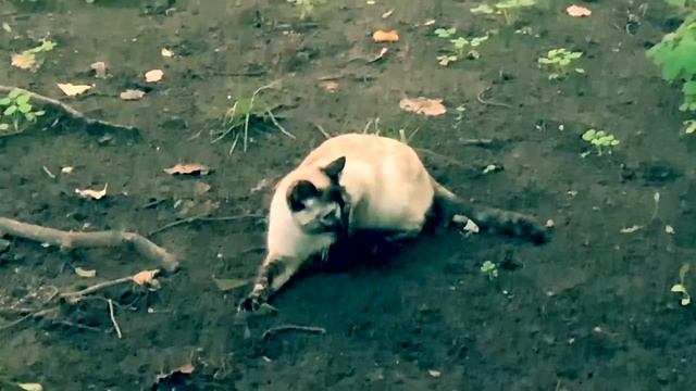 КОШКИ-МЫШКИ. Мой стих смотреть онлайн