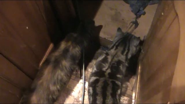 Чистка канализации на кухне, женскими руками :) очумелые ручки! деревенская жизнь. смотреть онлайн