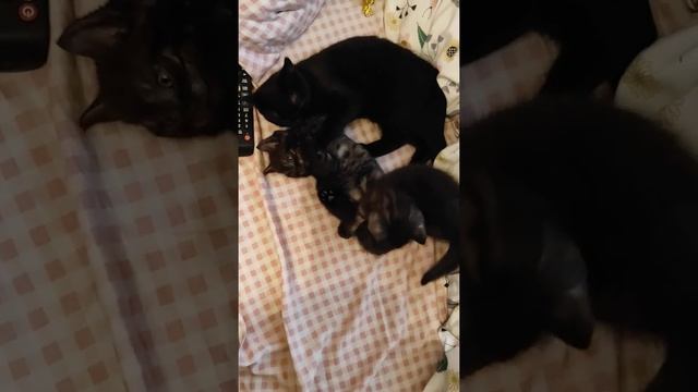 шотландские котята дымчатые табби-мальчики (д.р.28.05.21) чёрный котенок- девочка (д.р. 09.03.21) смотреть онлайн