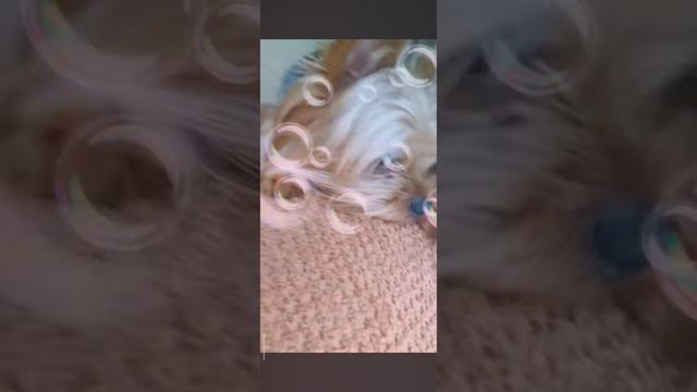 Лакуська💗 смотреть онлайн