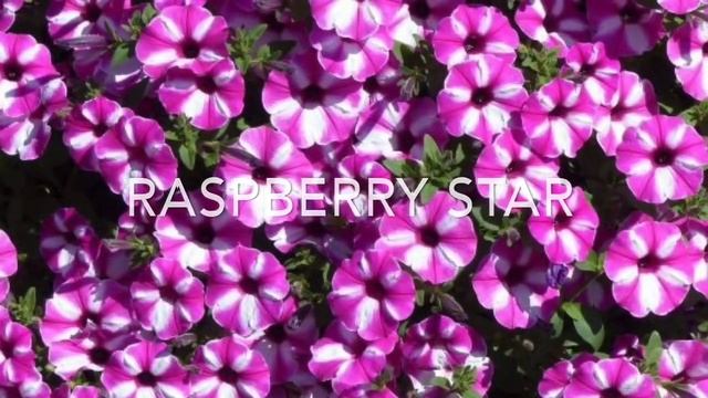 переехала ? петунии в кашпо ? мои сорта смотреть онлайн