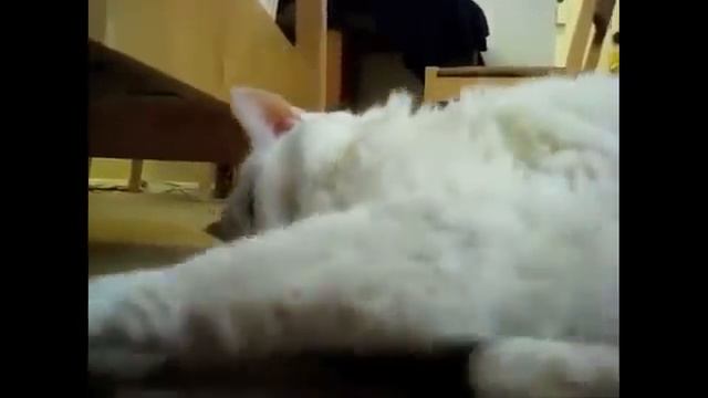 Как зевают коты)))