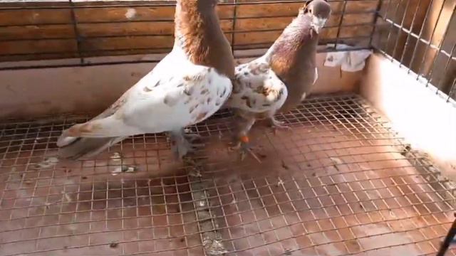 Акуши, Ленинобадцы (Лалаки, Воки). Голуби Сергея Петерса. Tauben / Pigeons смотреть онлайн