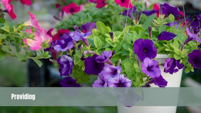 Easy Wave Sky Blue Spreading Petunia | TinyLeaf смотреть онлайн