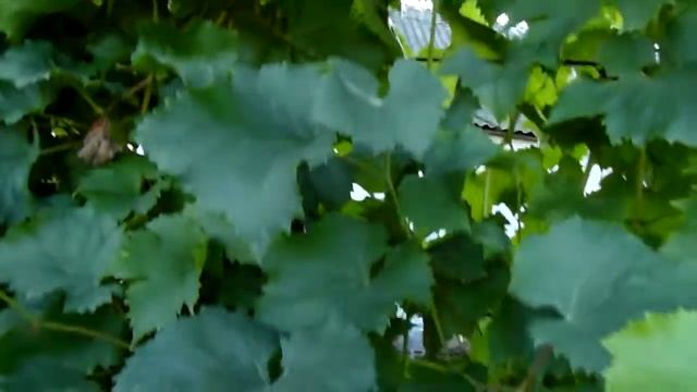 Виноград Мускат Блау 2020.(grapes Muscat Blau)