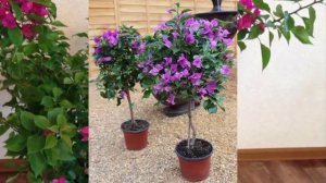 Обрезка и формирование кроны Бугенвиллии.