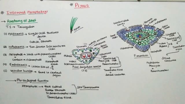 Pinus external and internal morphology part - 1/ Anatomy of pinus смотреть онлайн