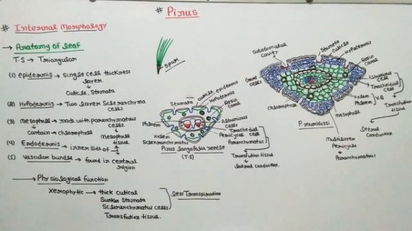 Pinus external and internal morphology part - 1/ Anatomy of pinus
