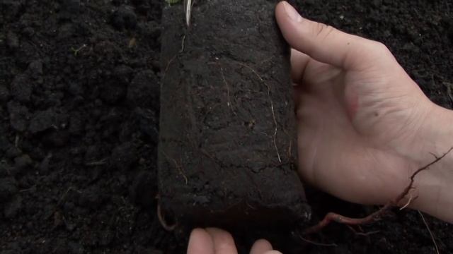 Pro абрикос. Часть 2: Как выбрать саженец абрикоса смотреть онлайн