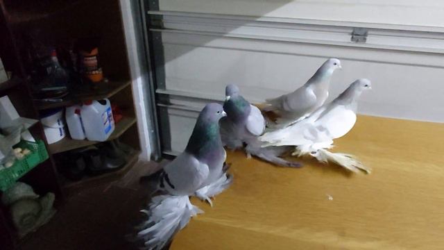 Северокавказские голуби или ещё их называют персами. смотреть онлайн