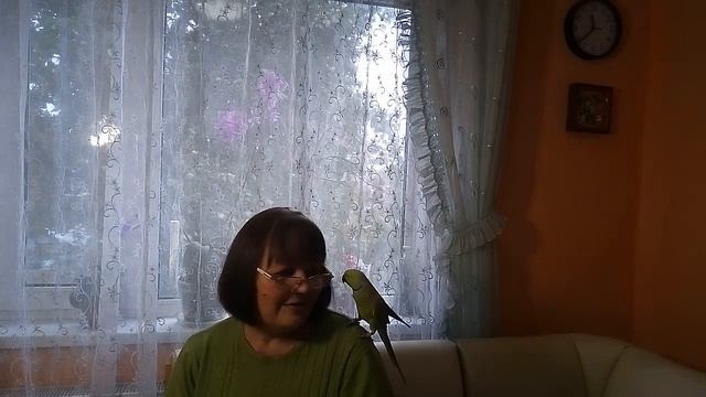 Советы для тех ,кто хочет завести ожерелового попугая смотреть онлайн